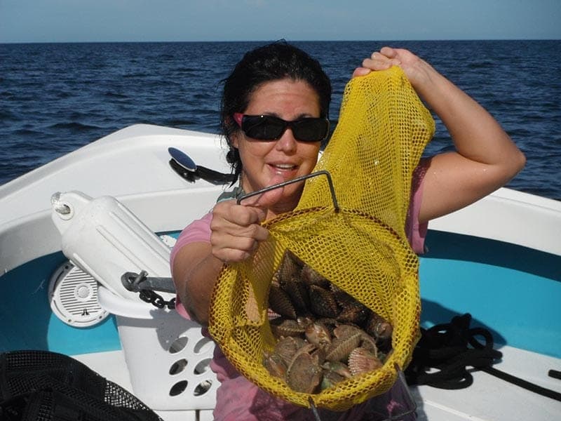 Bay scallop harvest