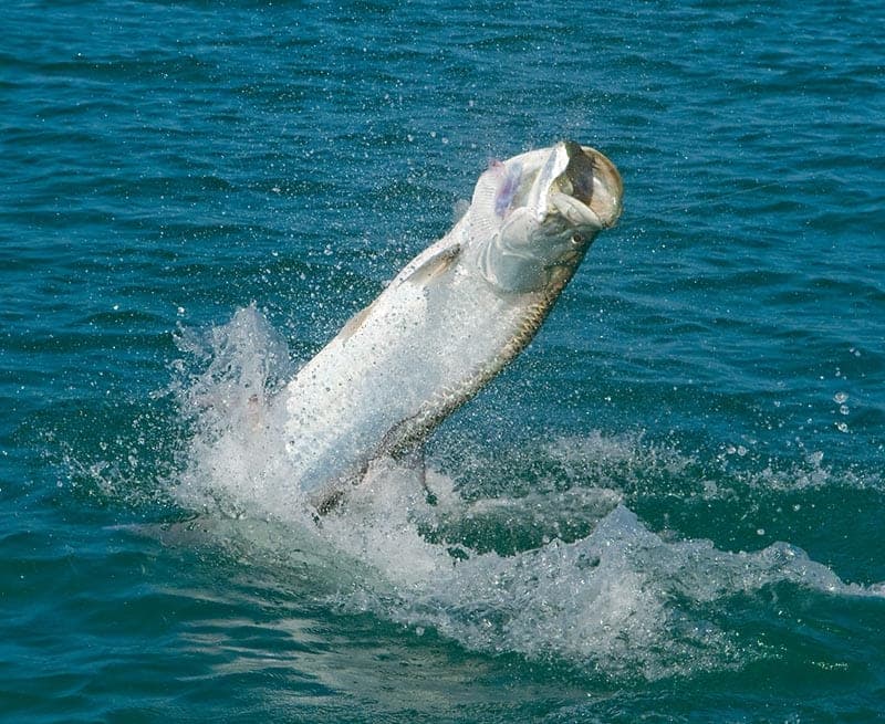 Saltwater Fly Fishing Tampa