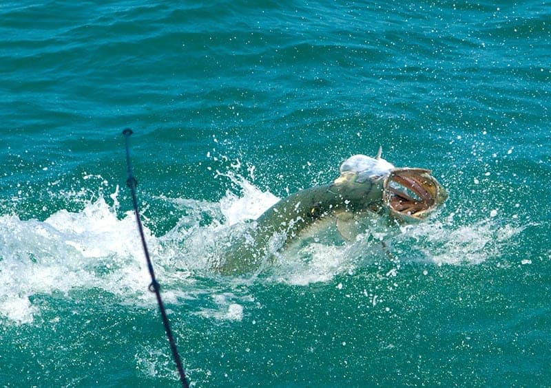 Spring Like Fishing in Clearwater Beach