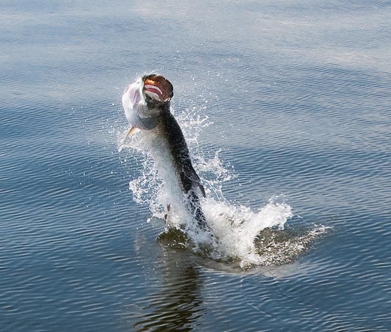 Fall Tampa Bay Fishing